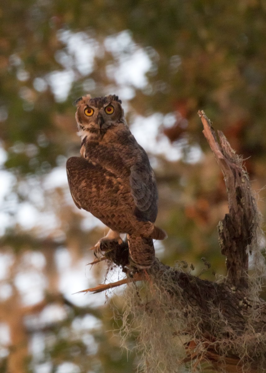 Great Horned Owl - Rachel Holzman