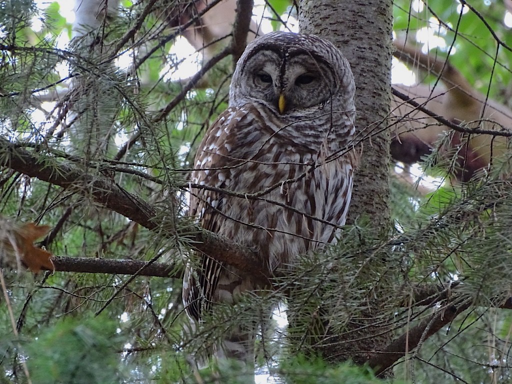 Barred Owl - ML51959011