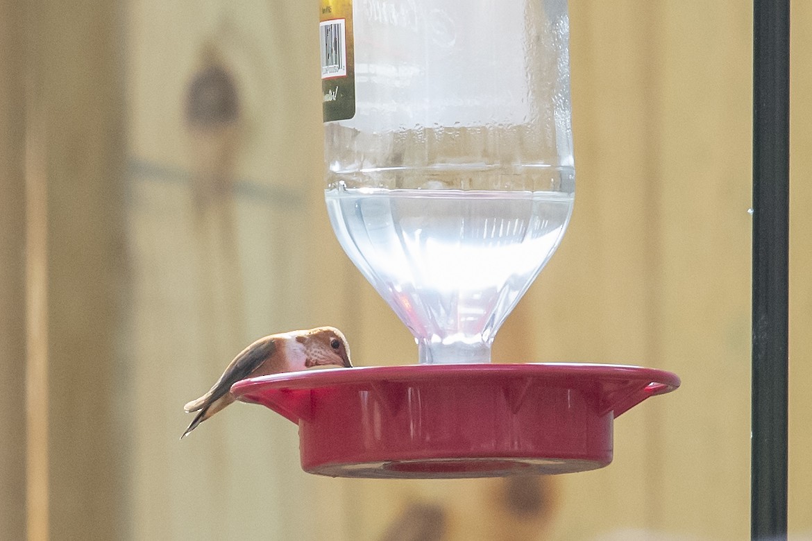 Rufous Hummingbird - ML519591641