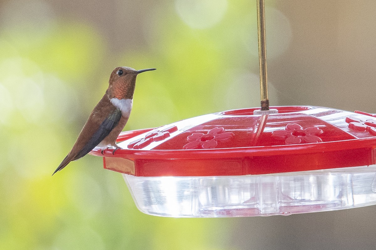 Rufous Hummingbird - ML519591651
