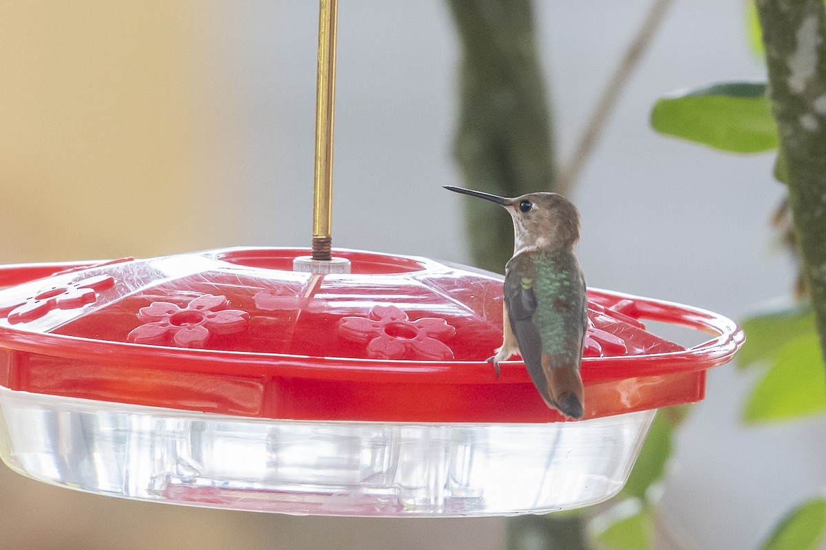 Rufous/Allen's Hummingbird - ML519591731