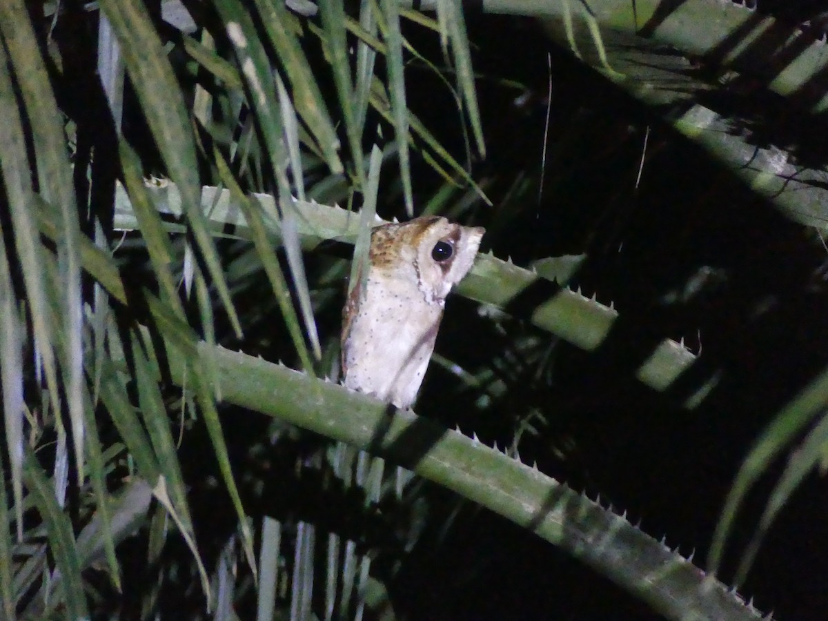 Oriental Bay-Owl - Yeo Yee Ling