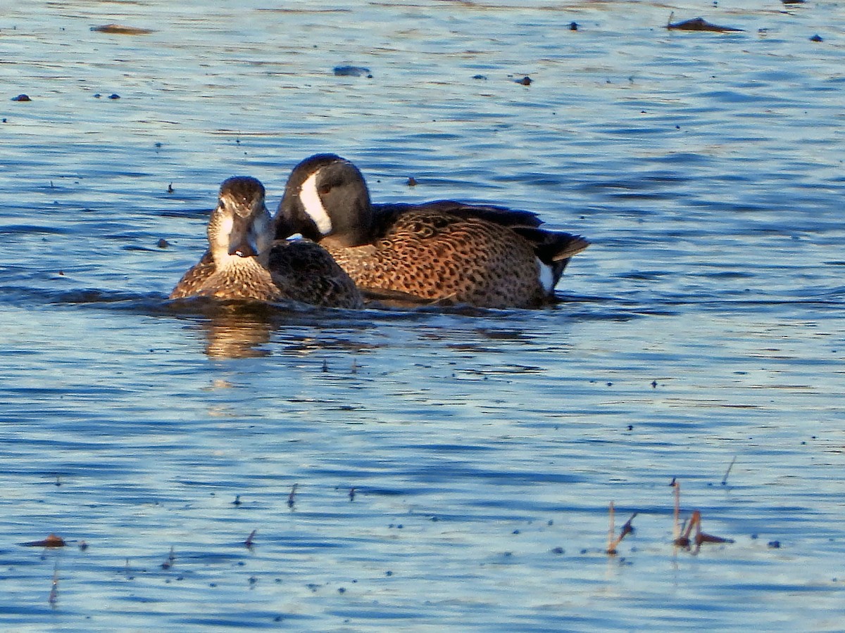 Blue-winged Teal - ML519592541