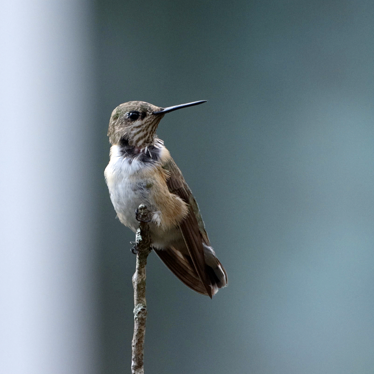 Calliope Hummingbird - Andy Wraithmell