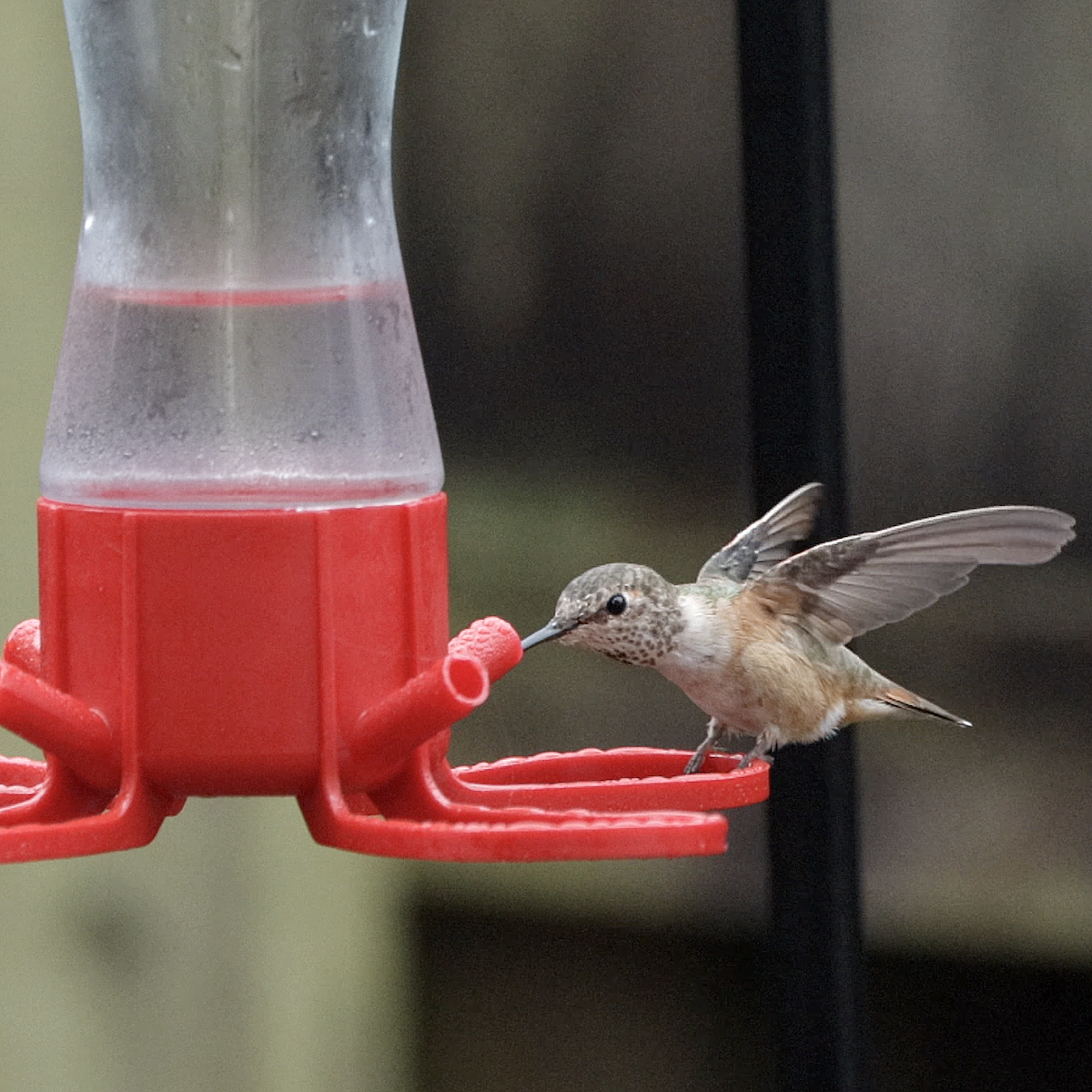 Rufous Hummingbird - ML519595981