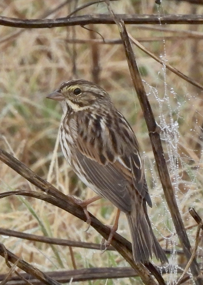 Savannah Sparrow - ML519596231