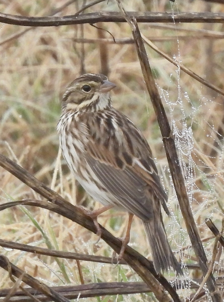 Savannah Sparrow - ML519596241
