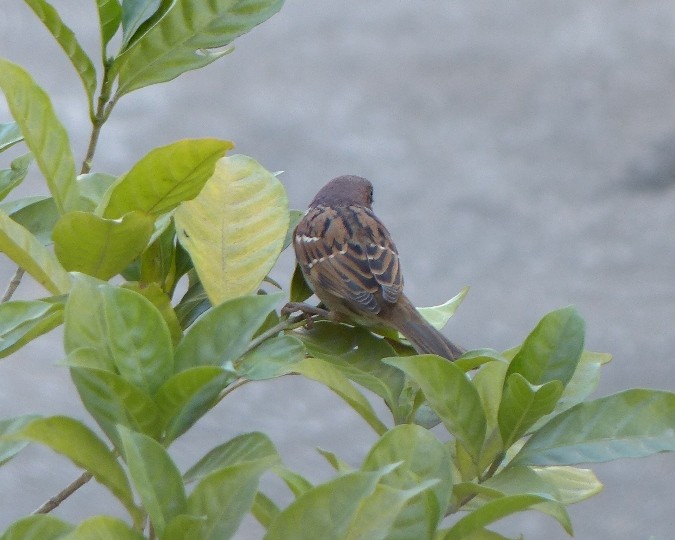 Eurasian Tree Sparrow - forest venkat