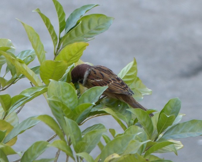 Eurasian Tree Sparrow - ML51959641