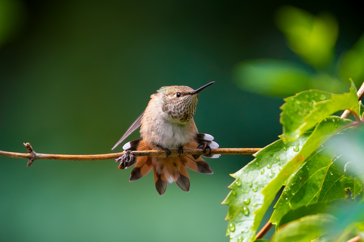 Rufous Hummingbird - Aaron Roberge
