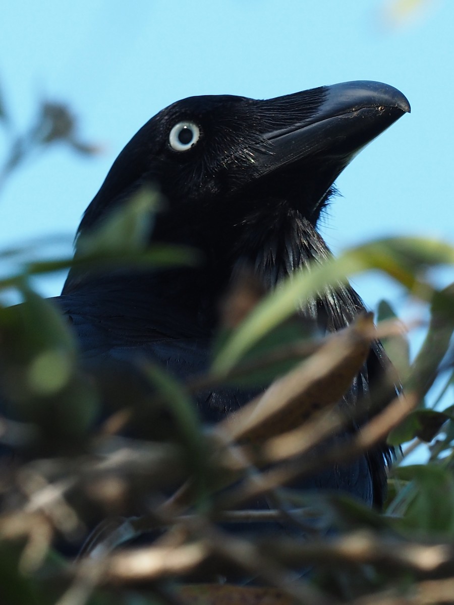 Australian Raven - ML51960251