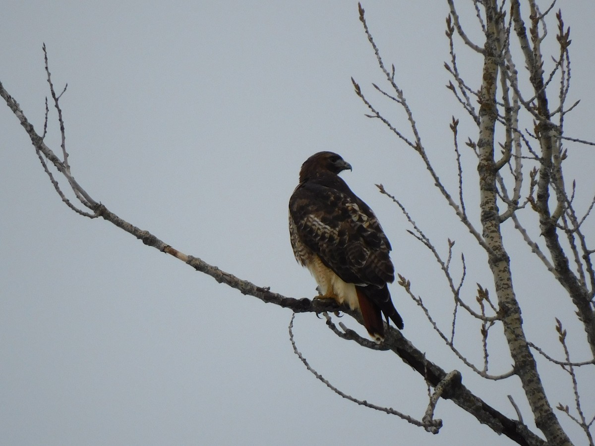 Red-tailed Hawk - ML519602921