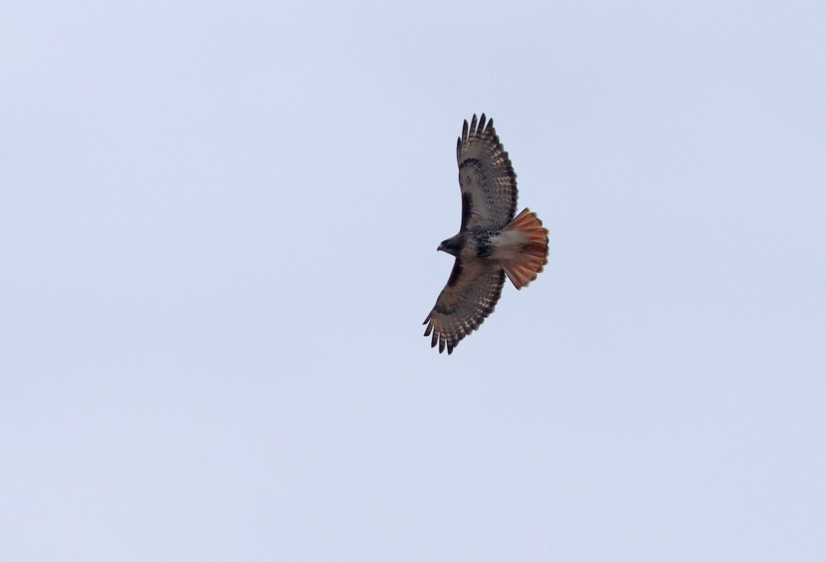 Red-tailed Hawk (abieticola) - Bob Cunningham