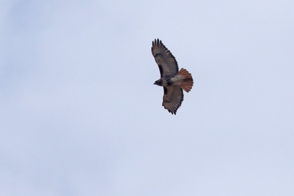 Red-tailed Hawk (abieticola) - ML519603761