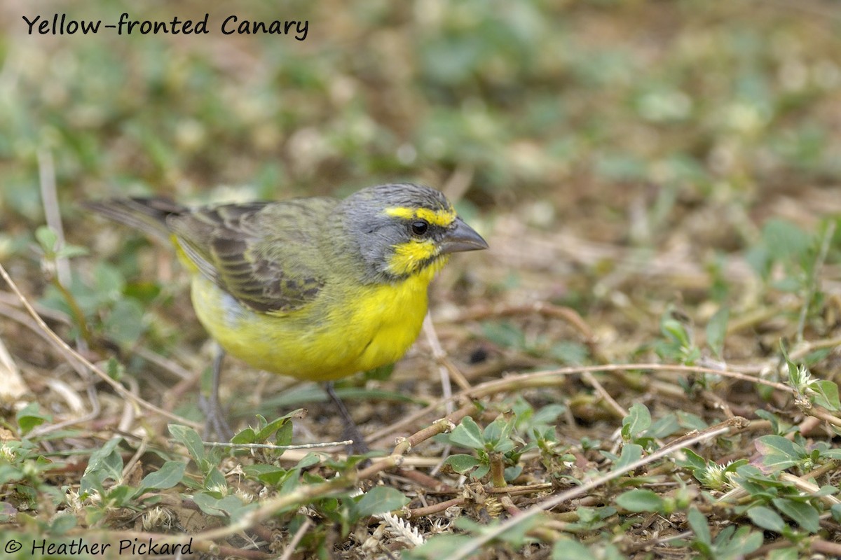 Yellow-fronted Canary - ML51960491