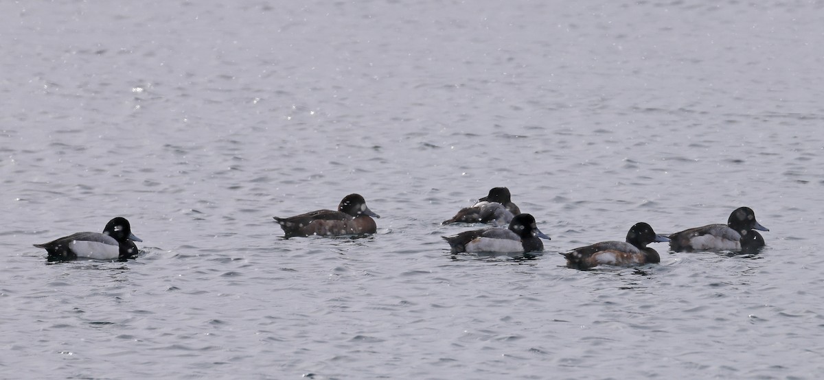 Greater Scaup - ML519605731