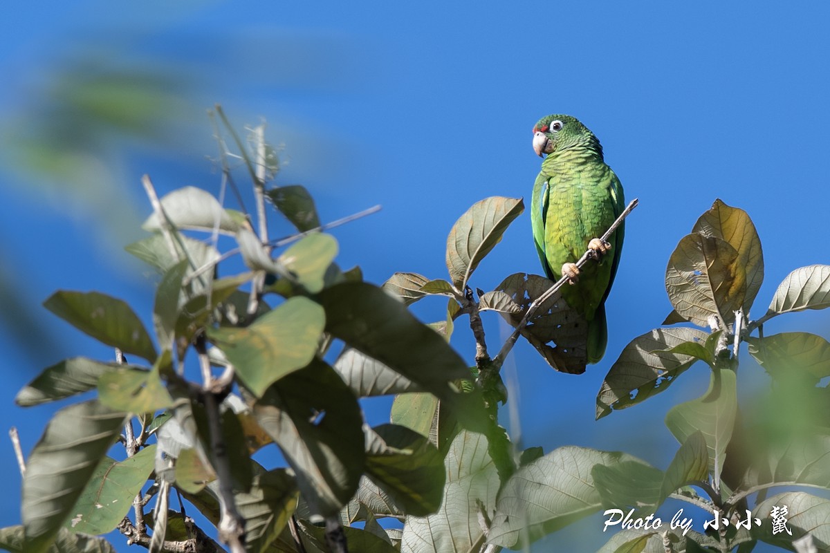 Puerto Rican Parrot - Hanyang Ye