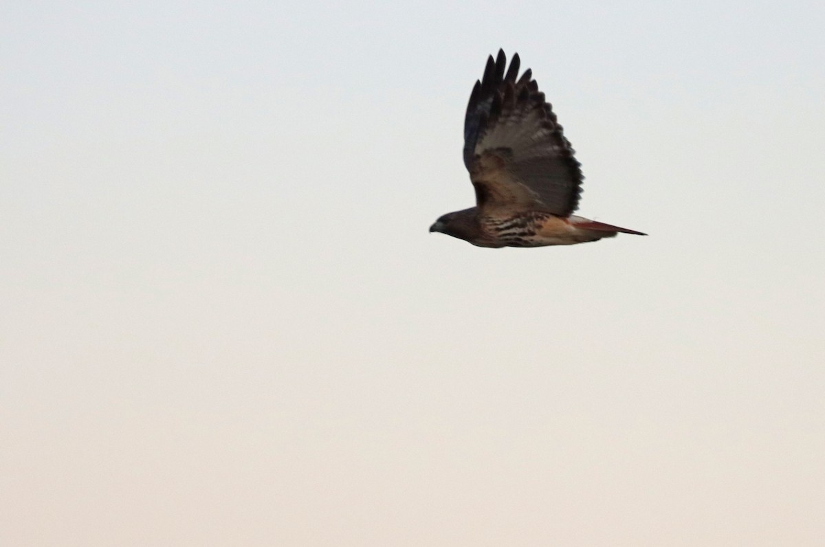 Red-tailed Hawk (abieticola) - ML519610811