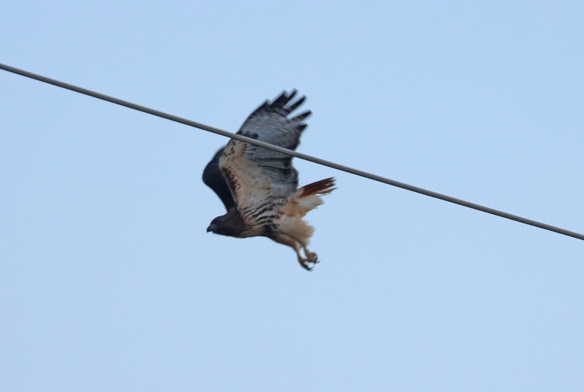 Red-tailed Hawk (abieticola) - ML519610841