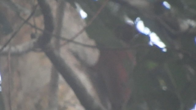 Chestnut Woodpecker - ML519611611