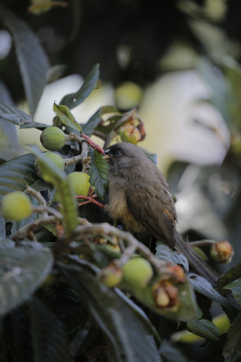 Speckled Mousebird - ML519615661
