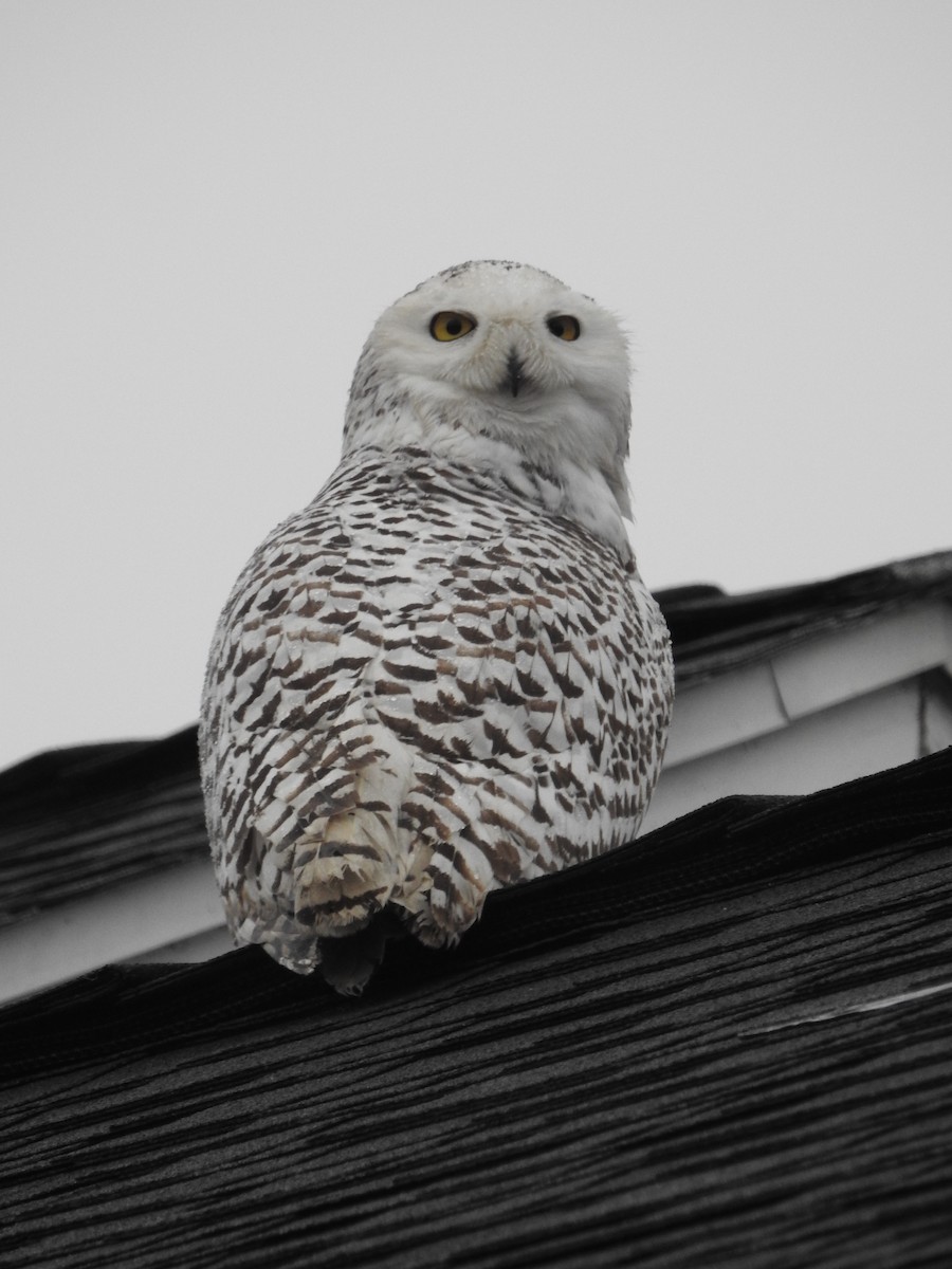 Snowy Owl - ML519615841