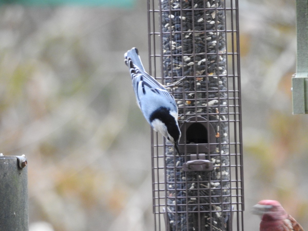 White-breasted Nuthatch - ML519623821