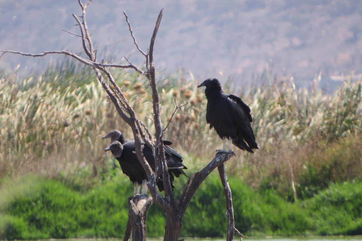 Black Vulture - Nelson  Contardo