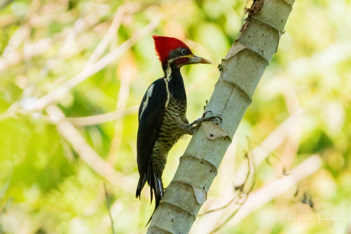 Lineated Woodpecker - Miguel Tábora