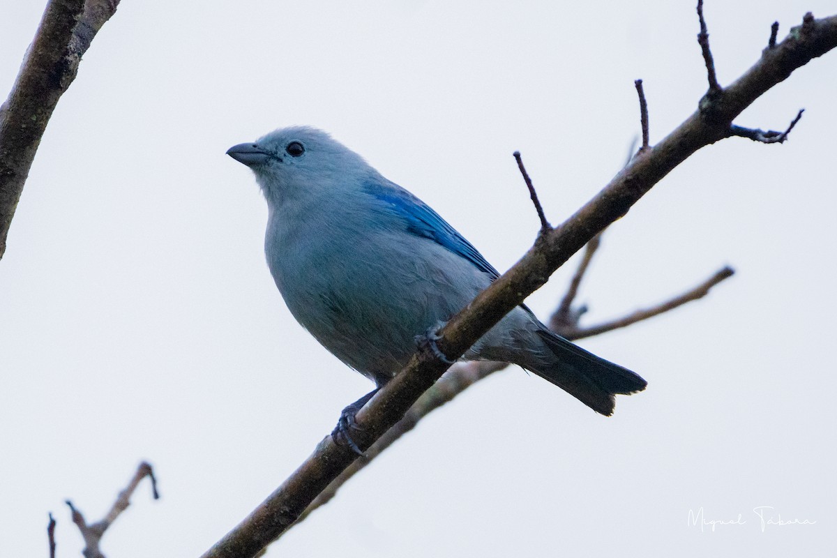 Blue-gray Tanager - Miguel Tábora
