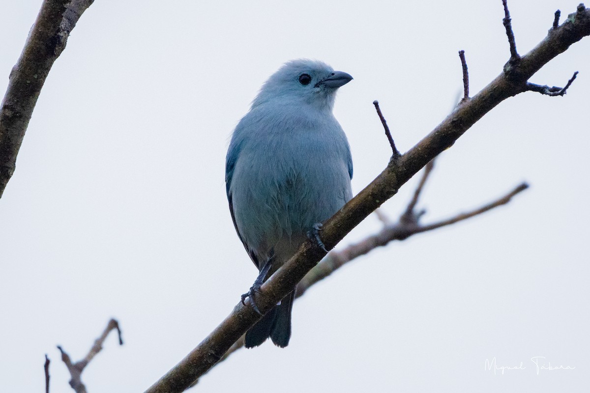 Blue-gray Tanager - ML519627071