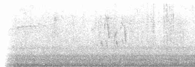 Percefleur à gorge noire (brunneiventris) - ML519628481