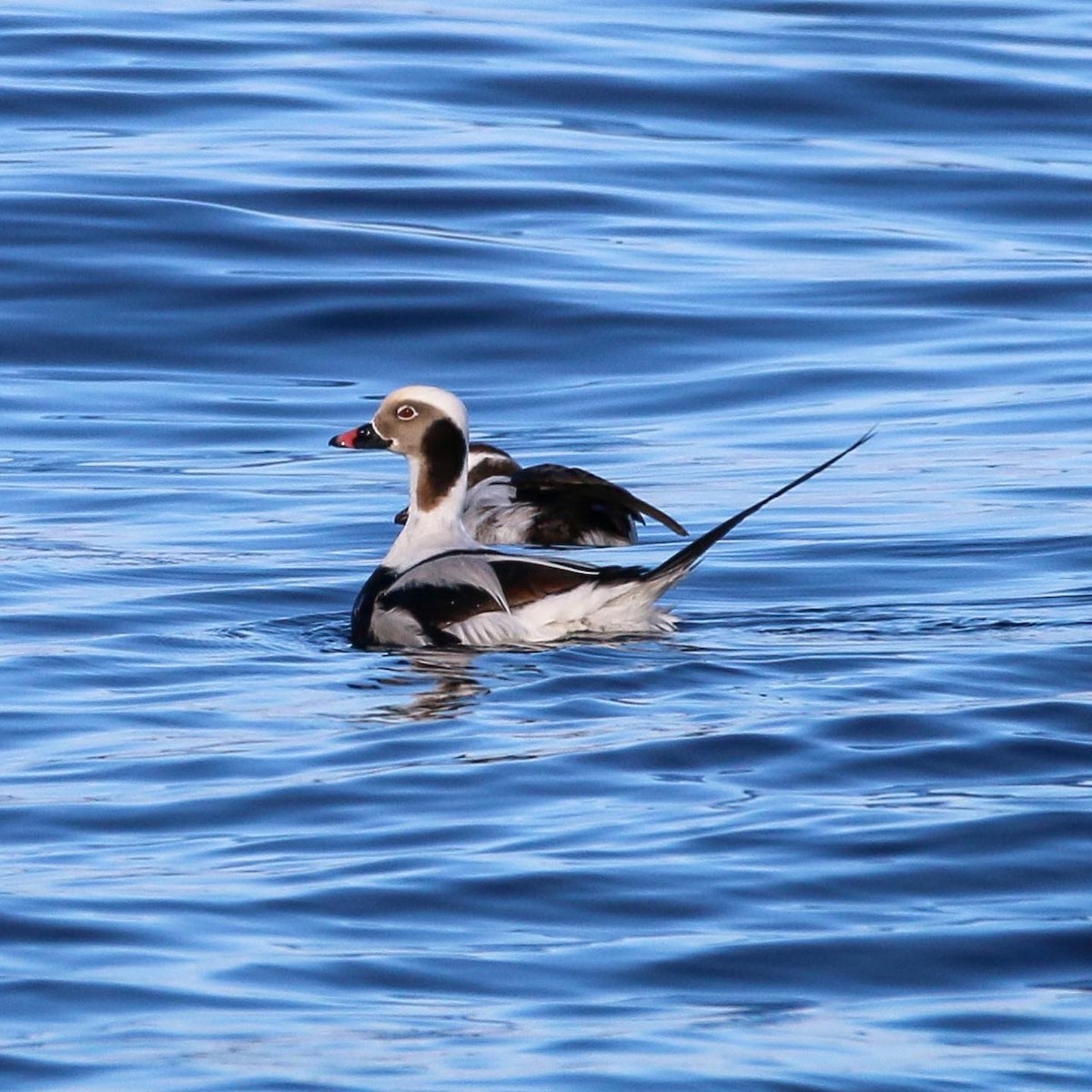 Long-tailed Duck - ML519630231