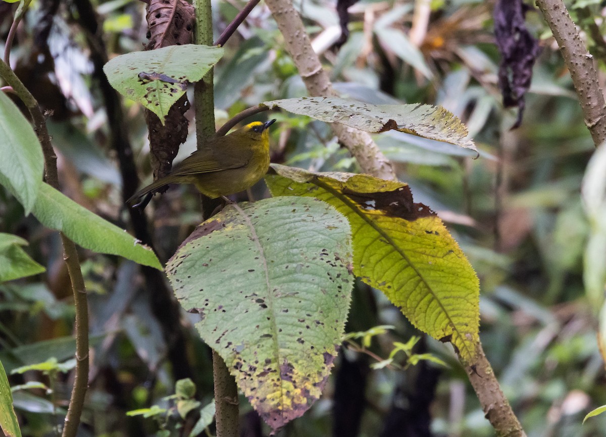 Citrine Warbler (Peruvian) - Jay McGowan