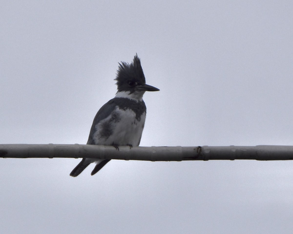 Belted Kingfisher - ML519632871