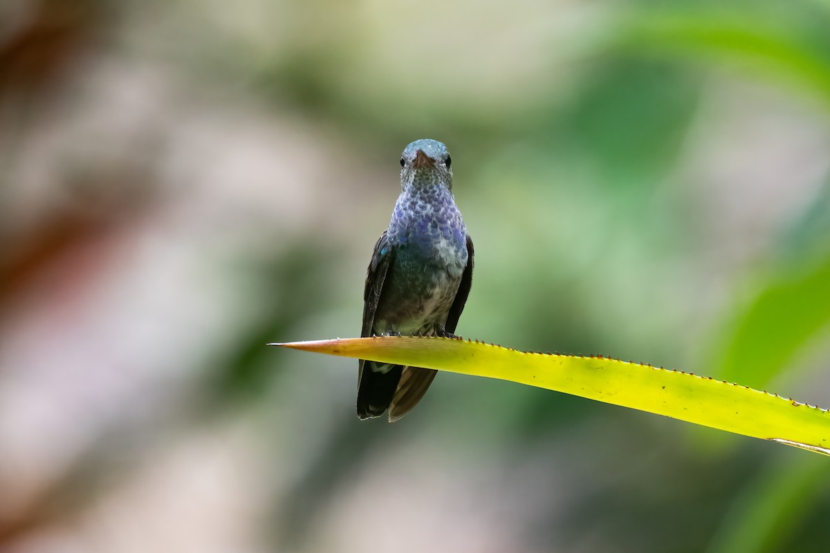 kolibřík safírový - ML519634581