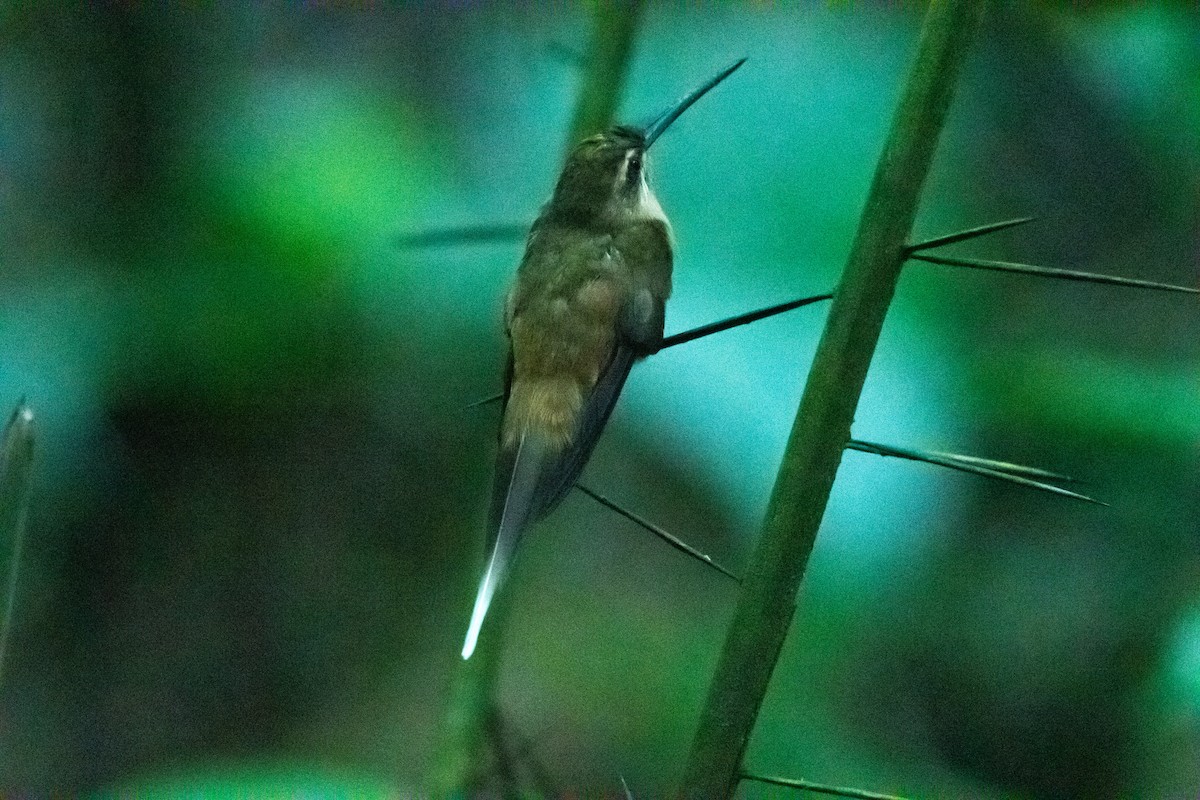 kolibřík olivohřbetý - ML519634851