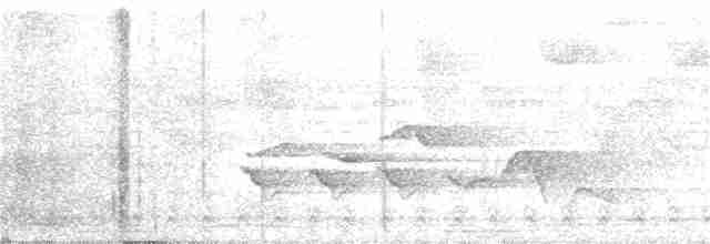 Slaty-tailed Trogon - ML51963671