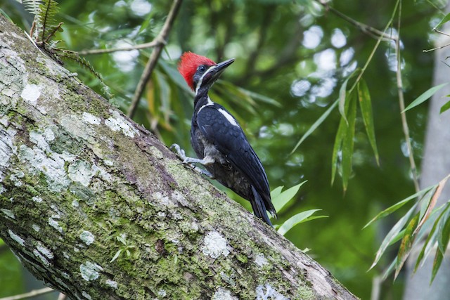 Lineated Woodpecker male (presumably subspecies lineatus) - Lineated Woodpecker - 