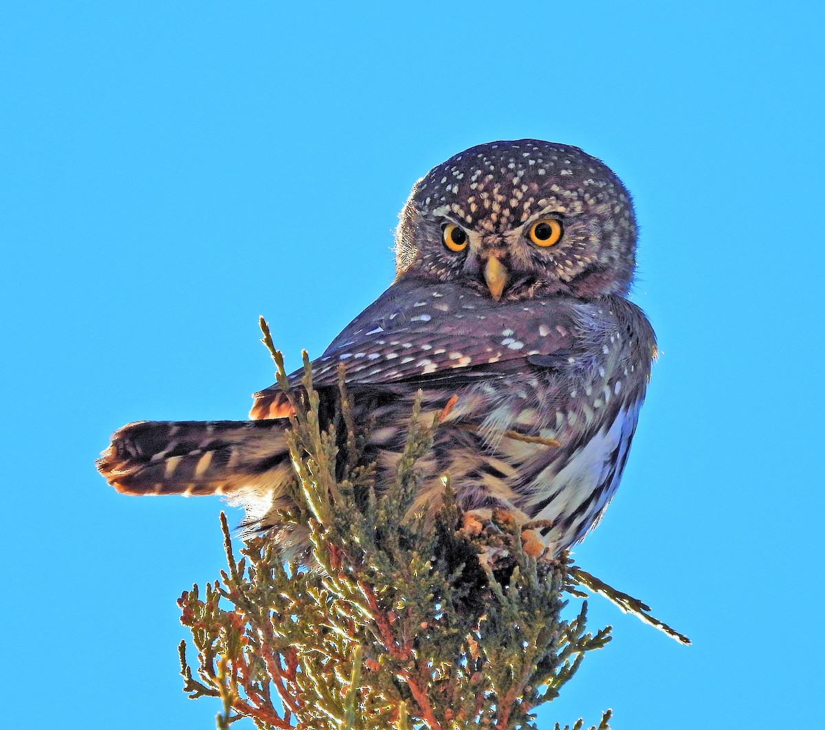 Northern Pygmy-Owl - Sharon Dewart-Hansen