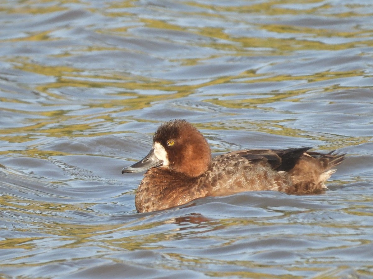Greater/Lesser Scaup - ML519638231