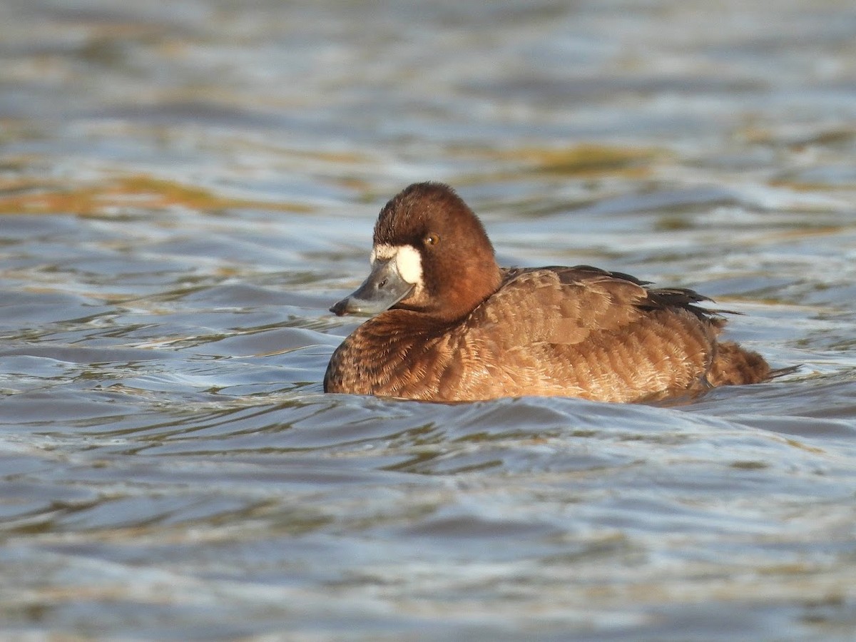 Greater/Lesser Scaup - ML519638821