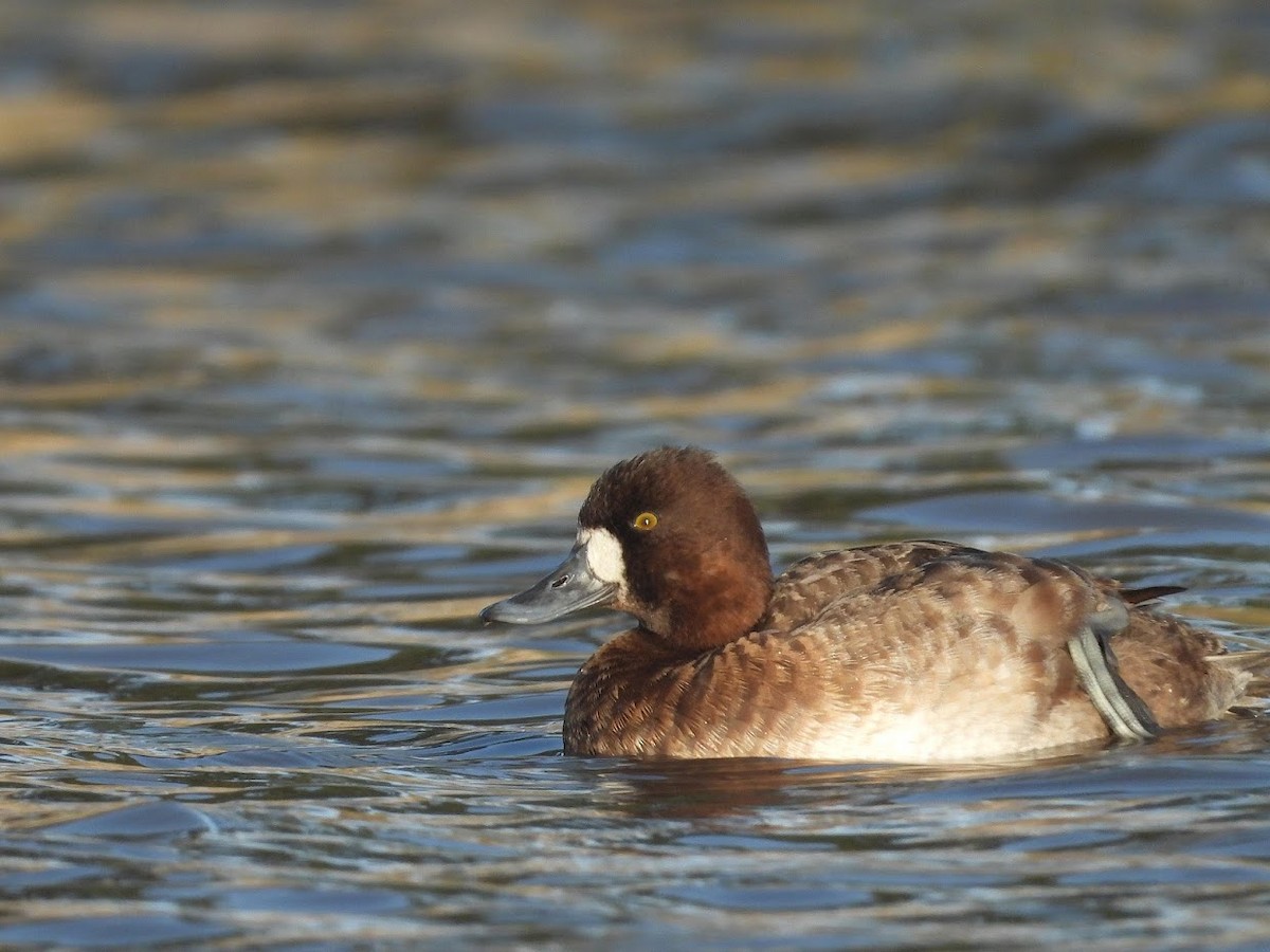 Greater/Lesser Scaup - ML519638971