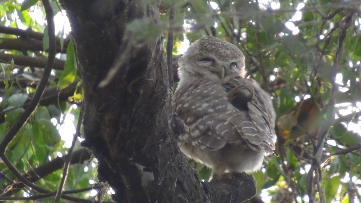 Spotted Owlet - ML51964041