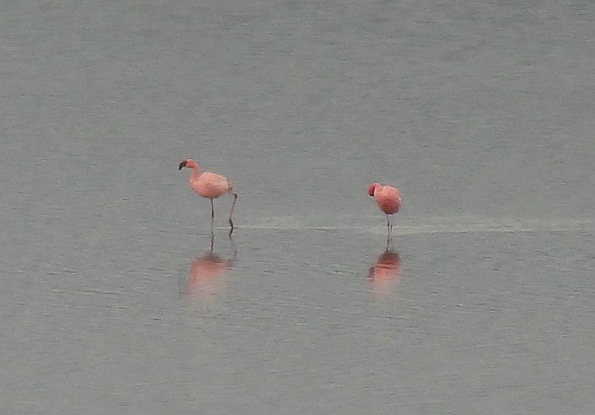 Lesser Flamingo - ML519640871