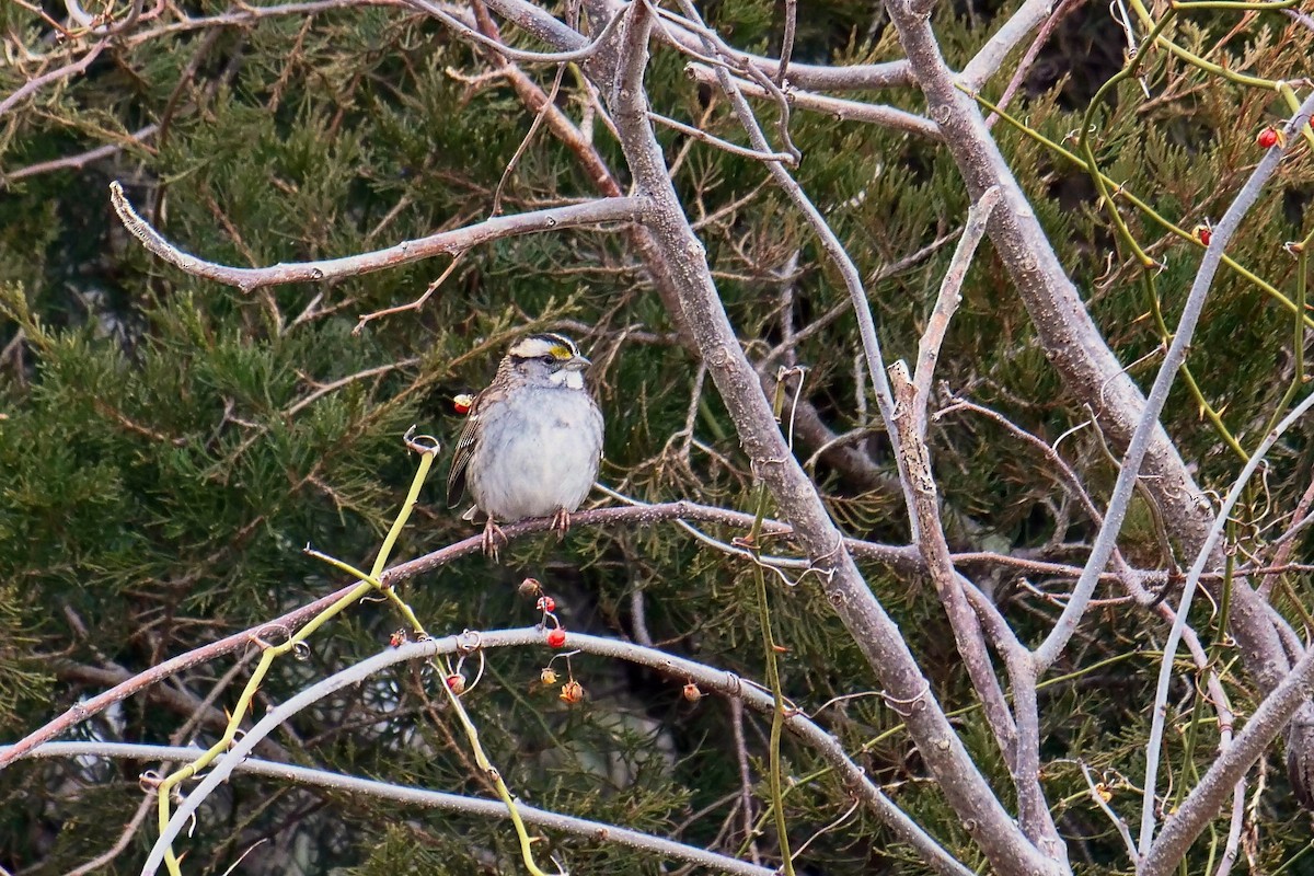 White-throated Sparrow - ML519642701
