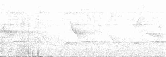 Streifenkopf-Ameisenvogel - ML51965351