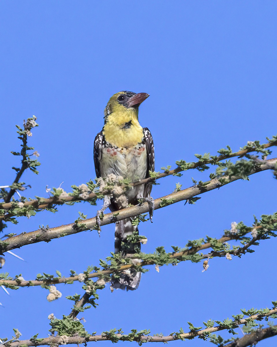 Yellow-breasted Barbet - ML519654761