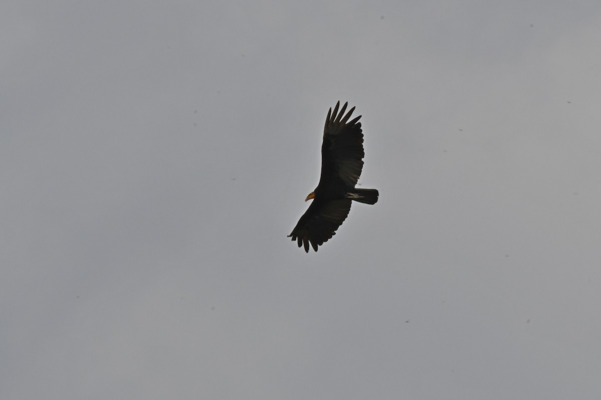 Greater Yellow-headed Vulture - ML519654921