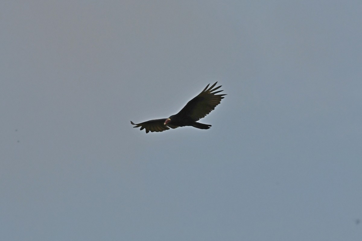 Turkey Vulture - ML519654961